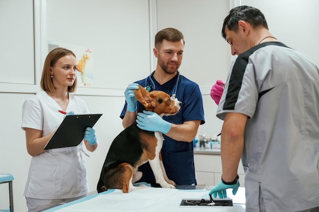Veteriner kliniği ekibi: hekim ve klinik personeli birlikte çalışıyor